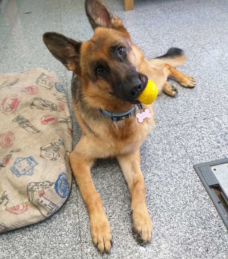 Guardería canina madrid