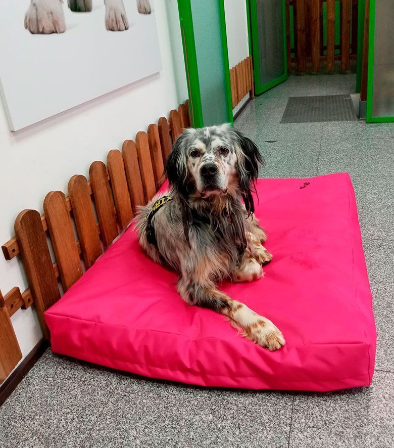 Guardería canina madrid