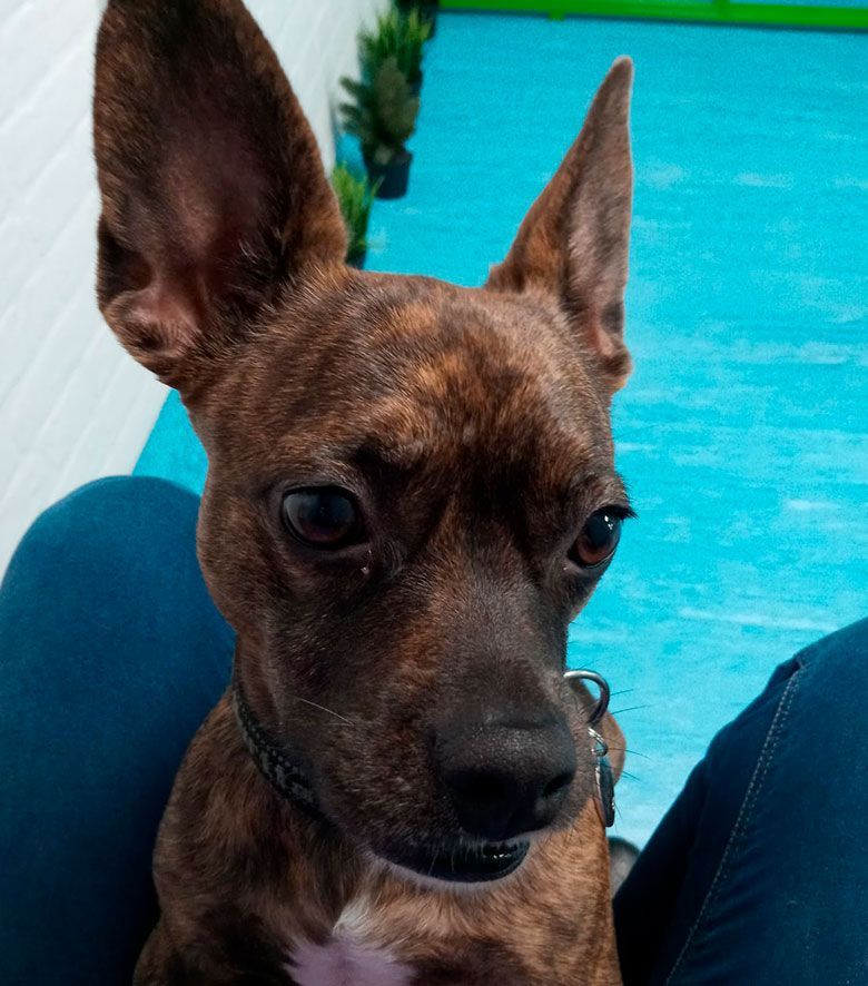 Guardería canina madrid