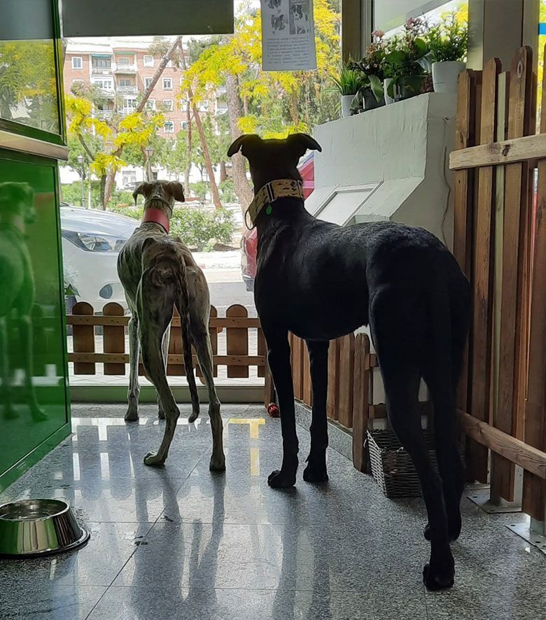 residencia canina madrid