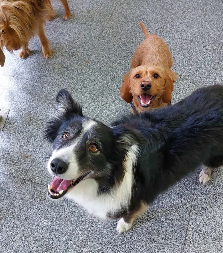 Guarderia perros madrid