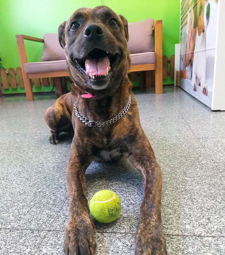 residencia canina