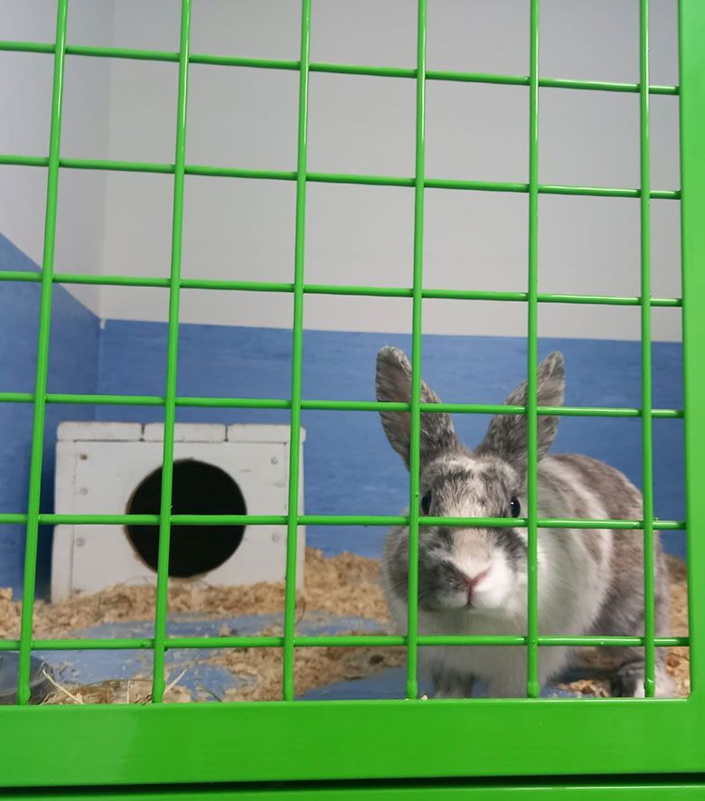 Guardería animales exóticos madrid
