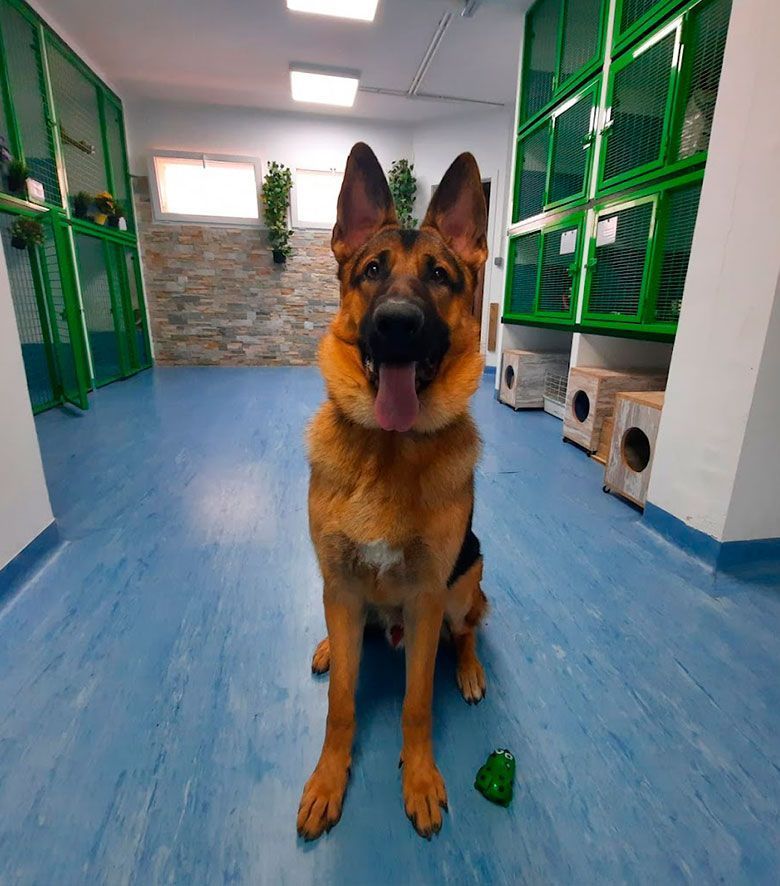 Guardería perros madrid